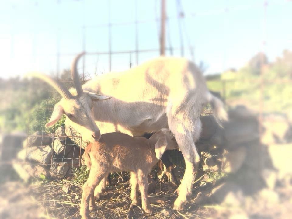 Natura-Eco Farm Exterior photo